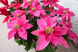 クリスマスにおすすめの花材別ギフト プリンセチア｜花キューピットのクリスマス 花のギフト・プレゼント特集2024